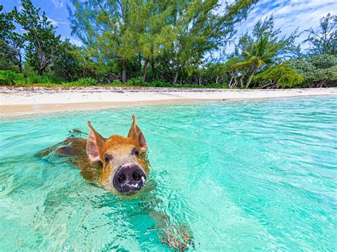 swimming pigs pearl island|Swimming Pigs and Pearl Island Beach Escape